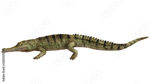 Realistic crocodile isolated on white background.