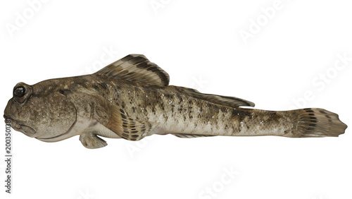 Close-up of a round goby fish on a white background.