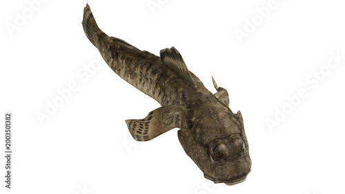 Cuadro en lienzo Close-up of a plain brown catshark.
