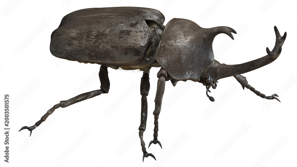 Fototapeta premium Detailed close-up of a rhinoceros beetle.