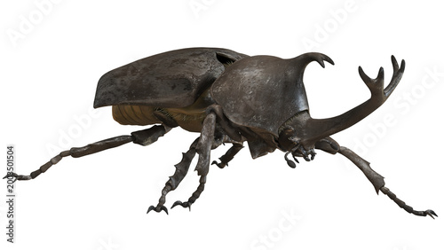 Photos Close-up of a rhinoceros beetle on white background.