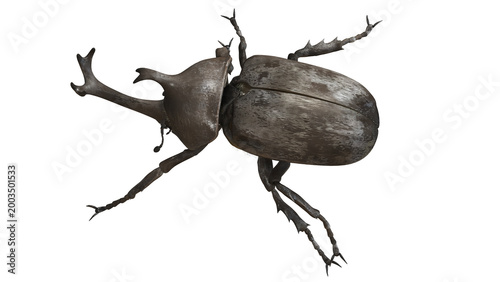 Quadro su tela Close-up of a rhinoceros beetle on a plain background