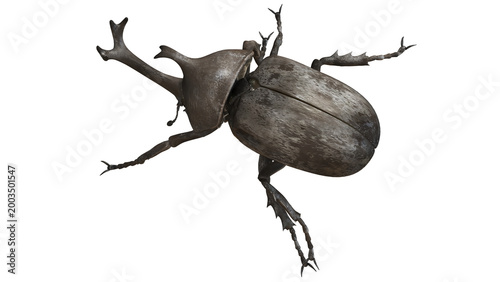 Tableau sur toile Detailed view of a Hercules beetle on a white background.