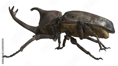 Obraz na płótnie Close-up of a detailed Hercules beetle illustration