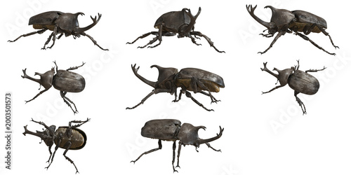 Photos Various species of stag beetles on white background.