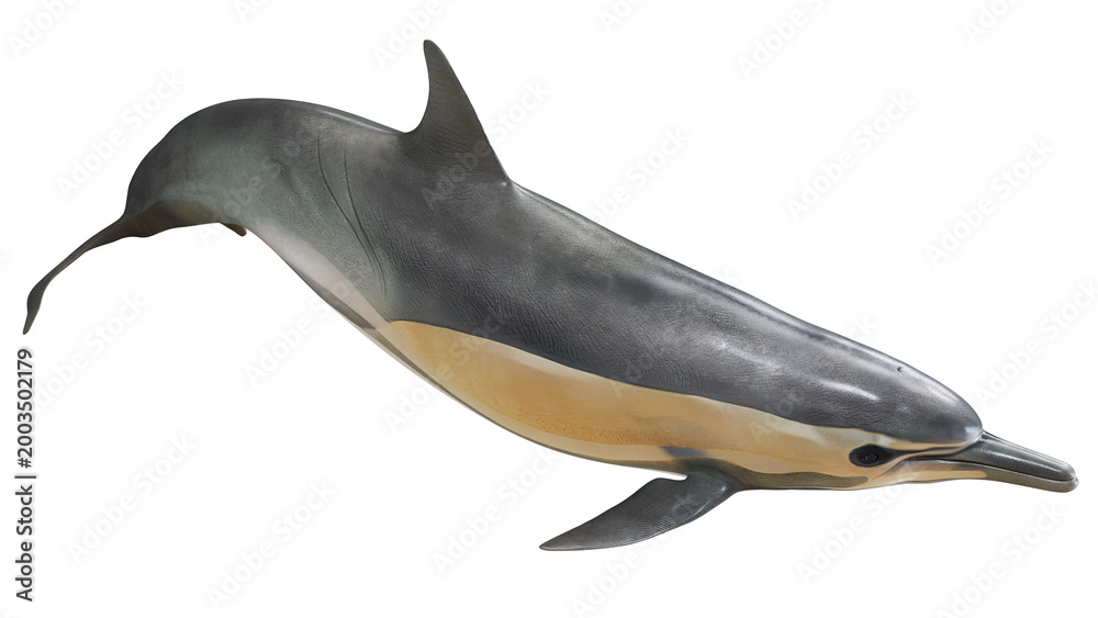 Obraz premium Detailed illustration of a common dolphin.
