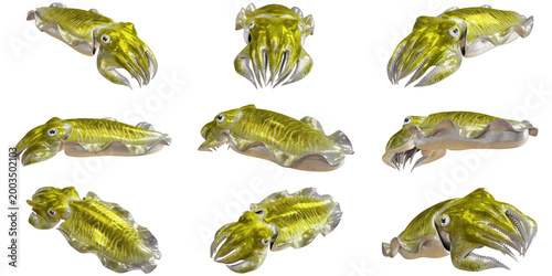 Tableau sur toile Collage of vibrant yellow-green cuttlefish.