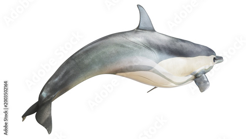 Bild auf Leinwand Graceful dolphin gliding underwater