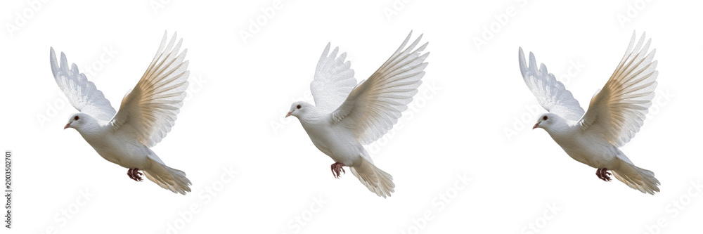 Fototapeta premium Peaceful white dove bird flying with spread wings and tail isolated on transparent PNG background
