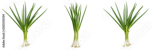 Bunch of Fresh Green Scallions Onions Isolated on Transparent Background, Organic Spring Herb PNG for Culinary Kitchen Cooking Design.