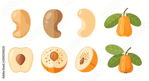 Cashew nuts and rose apple fruit illustration