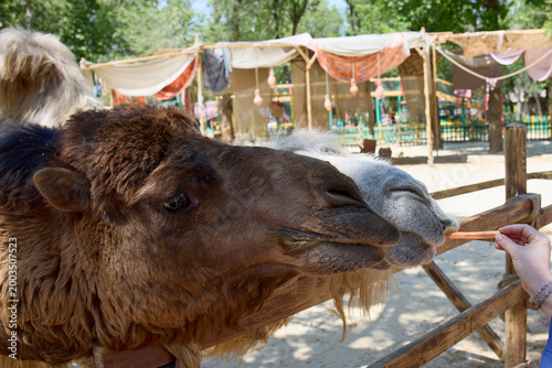 portrait of a camel