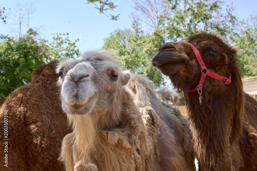 portrait of a camel