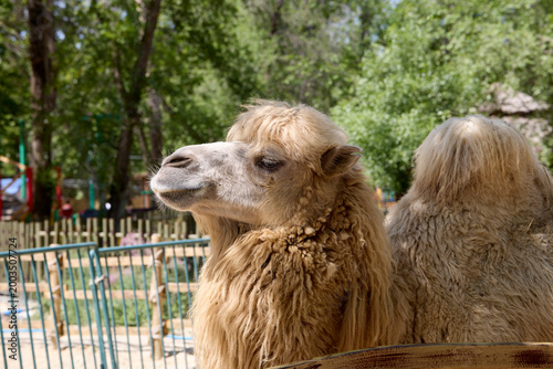 portrait of a camel