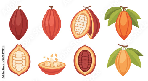 Cocoa pods illustration