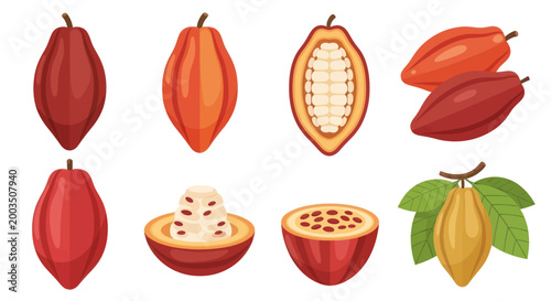 Cocoa pods illustration