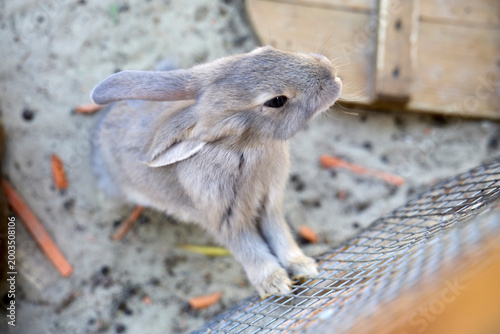rabbit in the zoo