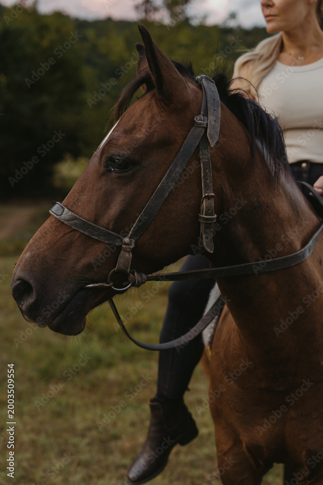 Obraz premium Horse riding in an open field at dusk with a rider dressed in casual clothing close-up photo