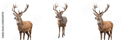 Bild auf Leinwand Majestic Male Deer Buck with Antlers PNG, Forest Wildlife Animal Isolated on Transparent Background, Autumn Hunting Season Mascot
