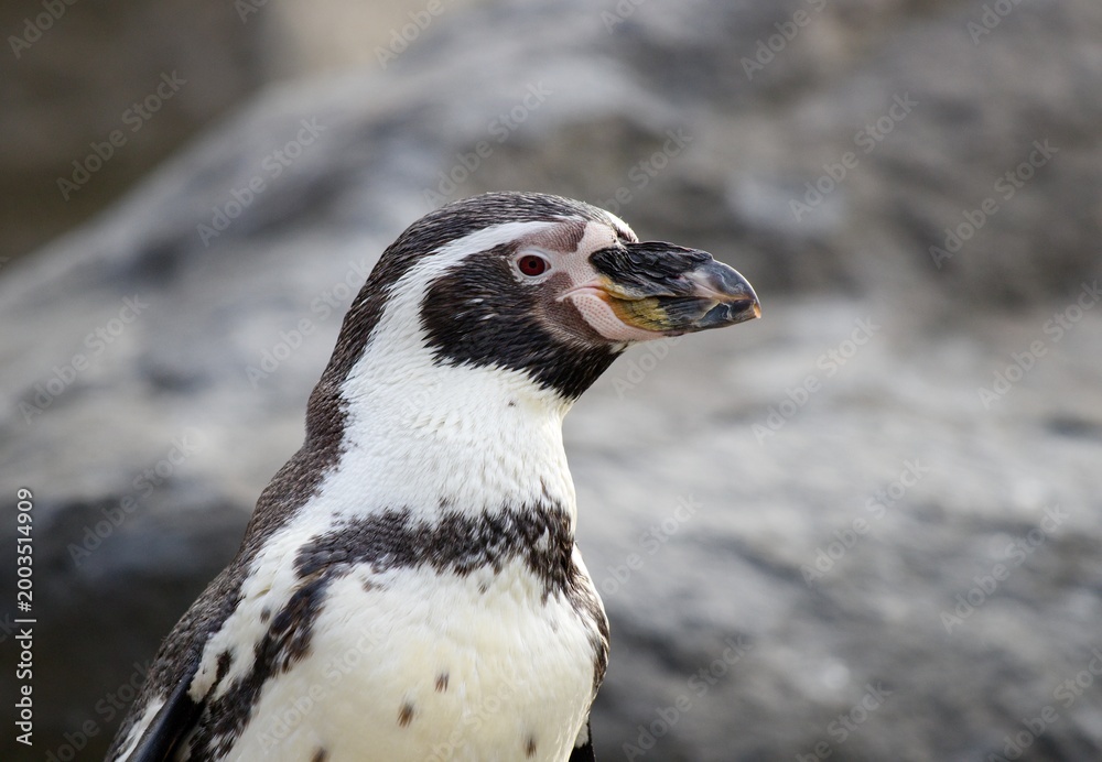 Obraz premium penguin in the zoo