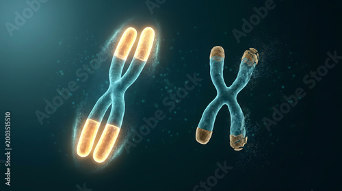Chromosome pair showing healthy glowing telomere versus damaged degraded aging genetic research