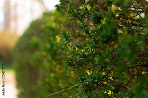 Valokuva Close-up of green leaves and branches with soft sunlight and natural bokeh
