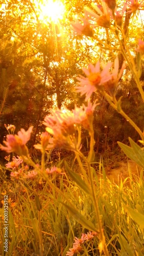 Summer solstice. Fairy nature, summer surreal landscape, soft blurred sunset light, back lit. Magical, majestic june nature. Atmospheric mood. Mystery nature