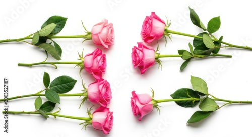 Fresh pink roses with green leaves and stems