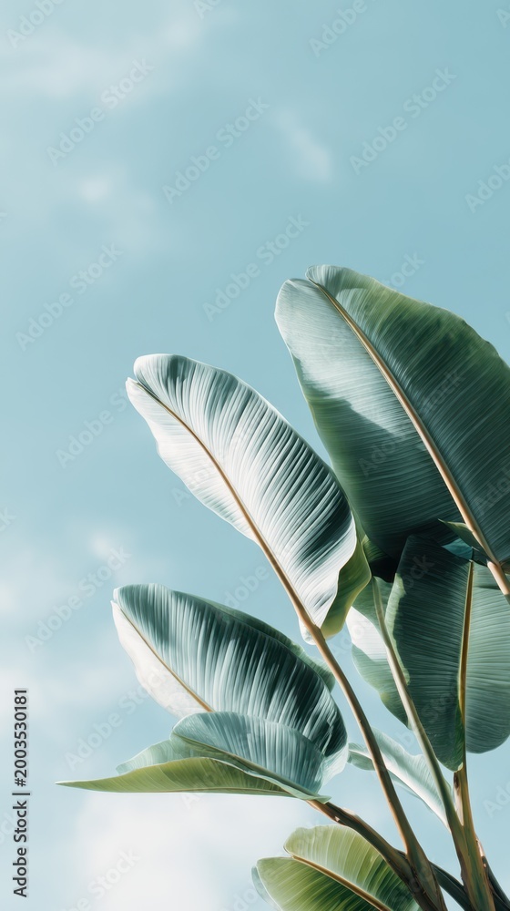 Naklejka premium Frame made of banana leaves looking up at a clear blue sky with soft clouds in the background, tropical foliage in focus