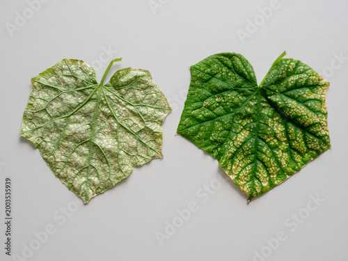 Quadro em tela Pair of green cucumber leaves displaying prominent yellow spots and dry edges re