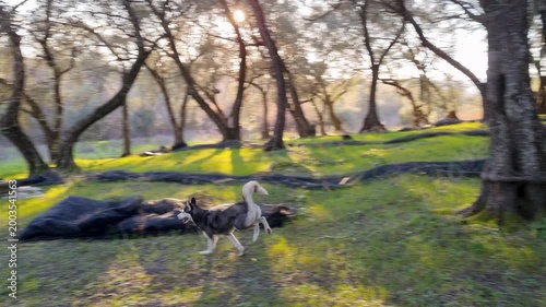 Energetic Siberian Husky dog running fast through an olive tree grove with black harvest nets on the ground during golden hour sunlight