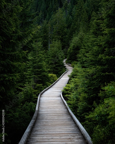 Winding wooden boardwalk through a dense, dark evergreen forest