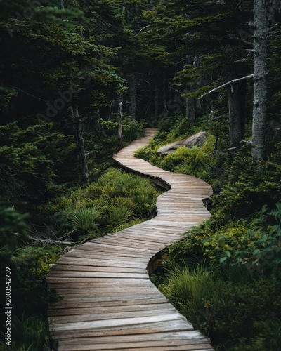Winding wooden boardwalk through a lush, dark forest with tall trees and green foliage