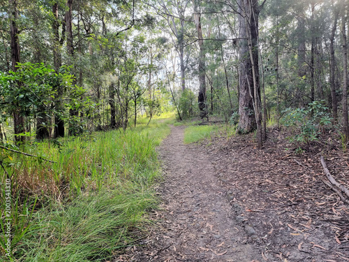 Australian Bush Walking Track. At Hornsby, north of Sydney Australia