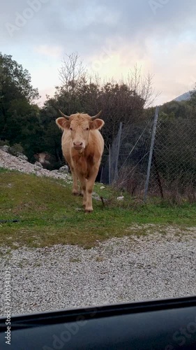 Curious Light Brown Cow Standing Near Fence Looking at Camera in Rural Countryside, Domestic Farm Animal Portrait in Natural Outdoor Setting, Livestock Agriculture