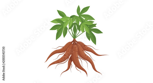 Cassava Plant with Roots and Leaves Isolated on White Background, Healthy Food Ingredient