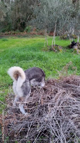 Purebred Siberian Husky dog digging and playing in a pile of dry branches and twigs in a green olive grove garden during spring