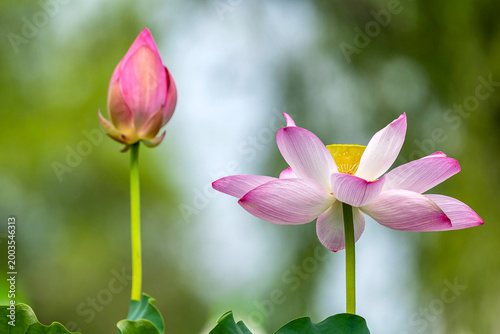 Two pink lotus flowers with one bud and one blooming in south korea