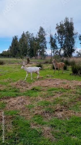White and Brown Fallow Deer Walking Together in Green Grassy Field, Rare Leucistic Buck and Common Deer in Wildlife Park, Nature and Animal Conservation Scene