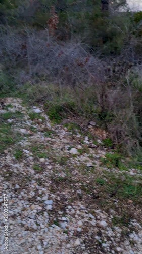 Siberian Husky Walking on Leash and Small Black Dog Running Free on a Gravel Path in the Woods During Sunset, Pets Enjoying an Evening Walk in Nature