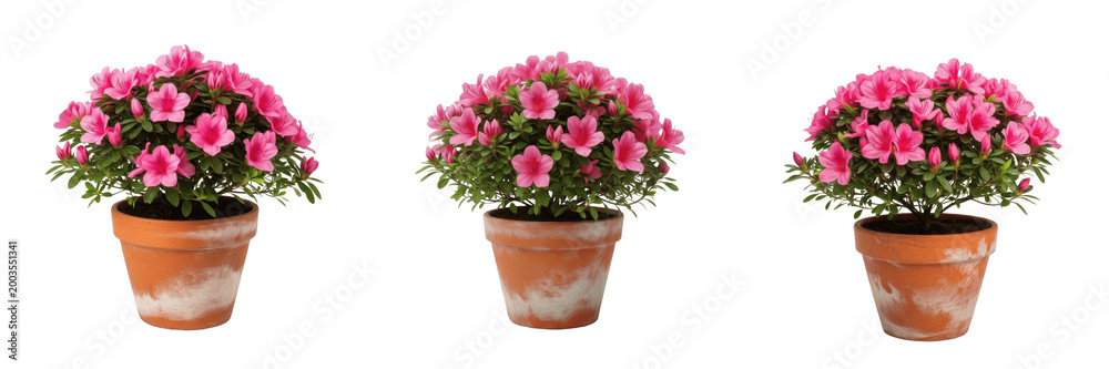 Fototapeta premium Set of Pink Potted Geranium Flowers Isolated on White Background, PNG