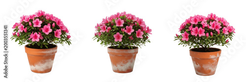 Set of Pink Potted Geranium Flowers Isolated on White Background, PNG
