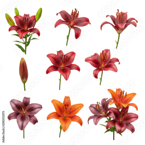 Collection of eight elegant lily arrangements featuring crimson red, plum purple, and burnt orange flowers in a clean minimalist botanical catalog display