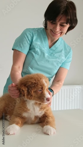 Smiling Veterinarian Holds A Cute Nova Scotia Duck Tolling Retriever Puppy In A Vet Clinic