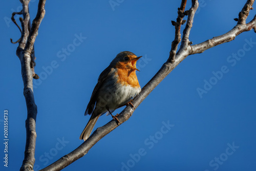 Close-up portrait of an adult male European Robin (Erithacus rubecula) singing while perched on a leafless branch. The bird is captured against a clear blue sky on a bright sunny spring morning.