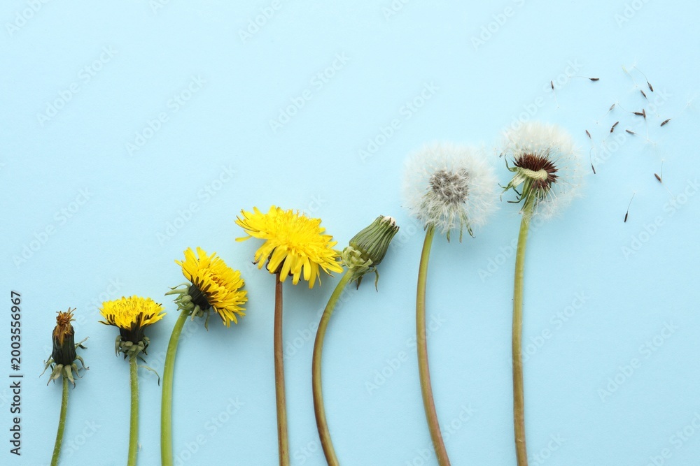 Obraz premium Dandelions in different stages of flowering on light blue background, flat lay