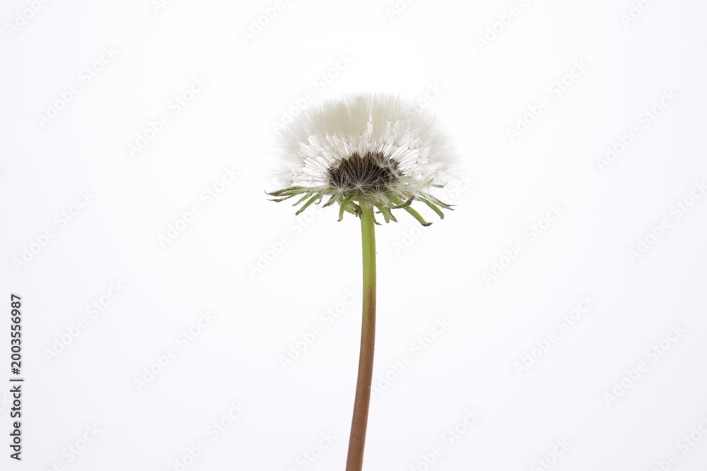 Fototapeta premium One dandelion with fluffy blowball isolated on white