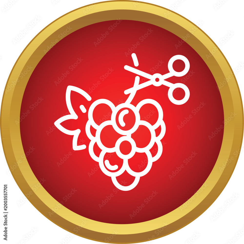 Obraz premium Outline icon representing wine grape pruning or harvesting with scissors