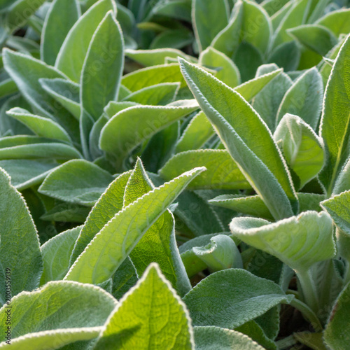 Konstfotografi Close up of sage leaves with soft light, green herbal plant texture