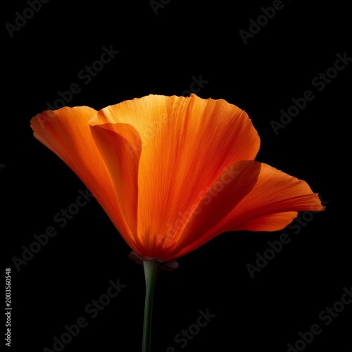 Bright Orange Flower Stands out Against Black Background and Shows Fine Detai...